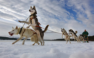 Sled Team One